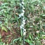 Spiranthes spiralisFleur