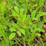 Indigofera hirsuta Leht