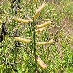 Crotalaria micansᱡᱚ