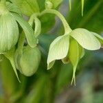 Helleborus foetidus Otro