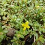 Portulaca quadrifida Flower
