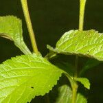 Stachytarpheta frantzii Leaf