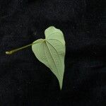 Dioscorea deltoidea Облик