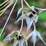 Allium unifolium Vili