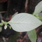 Spiracantha cornifolia Лист