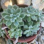 Echeveria setosaLeaf