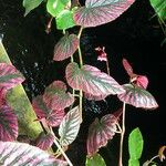 Begonia brevirimosa Habit