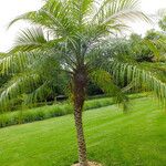Phoenix roebelenii Habitus