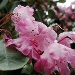 Rhododendron orbiculare Kvet