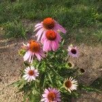 Echinacea angustifoliaFloare