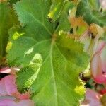 Begonia grandis Leaf