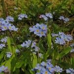 Myosotis sylvatica Květ