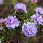 Rhododendron hippophaeoides Blodyn