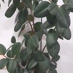 Ficus elastica Hoja