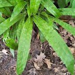 Carex plantaginea Leaf