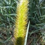 Setaria sphacelata Lorea