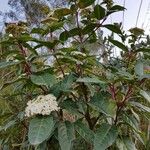 Viburnum rigidum Blad