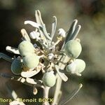 Cneorum pulverulentum Fruit