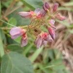 Desmodium intortum Blüte
