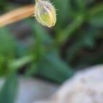 Gypsophila pilosa Fruit