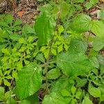 Sericocomopsis hildebrandtii Leaf