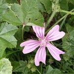 Malva setigeraFlor