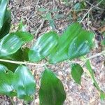Dracaena elliptica Leaf