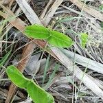 Vincetoxicum indicum Feuille