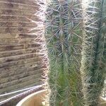 Echinocereus triglochidiatus आदत