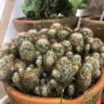 Mammillaria prolifera Листок