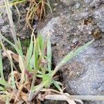 Bromus tectorum Leaf