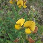 Crotalaria retusaBlomma