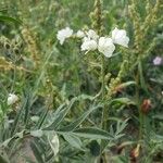 Polemonium carneum Fiore