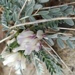 Astragalus tragacantha Fleur