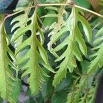 Polyscias filicifolia Leaf