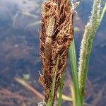 Carex acutiformis Blomma