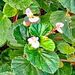 Begonia cucullata Blomst