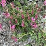 Onobrychis montana Elinympäristö