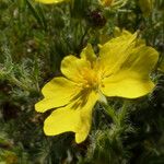 Potentilla hirta Květ