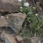 Chaenactis carphoclinia Flower