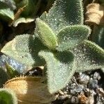 Cerastium latifolium Liść