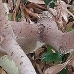 Ficus lutea Corteza