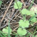 Saxifraga granulata Hoja