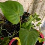 Alocasia cucullata Листок