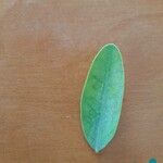 Crotalaria retusa Лист