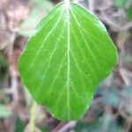 Hedera helix Φύλλο