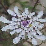 Iberis pinnata Blüte