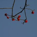 Erythrina droogmansiana Flor