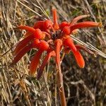 Aloe amudatensis Flor