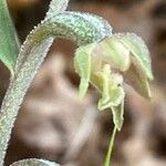 Epipactis microphylla Květ